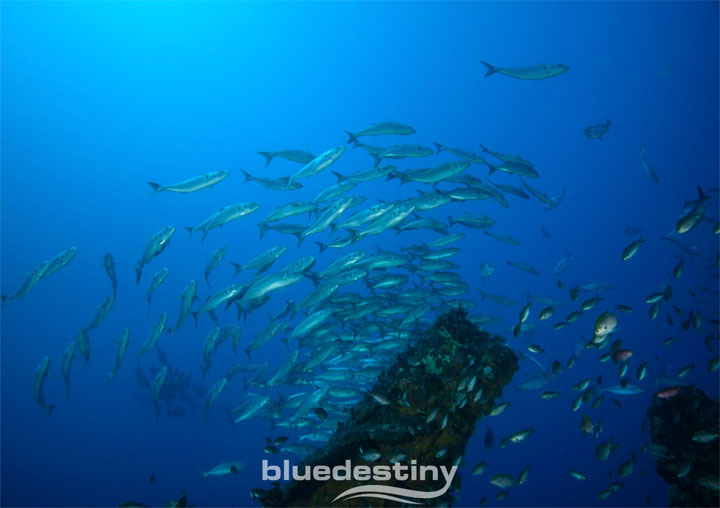 BLUE-DESTINY-fish-perth-diving