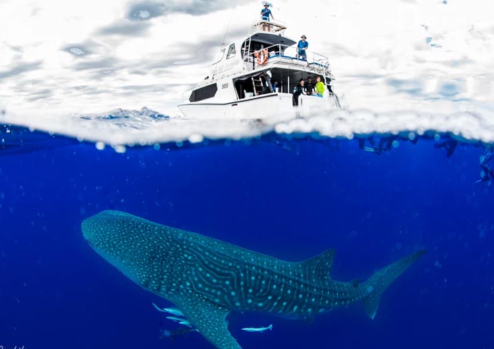 Coral Bay Whale Shark Tours Nhanya-Ku
