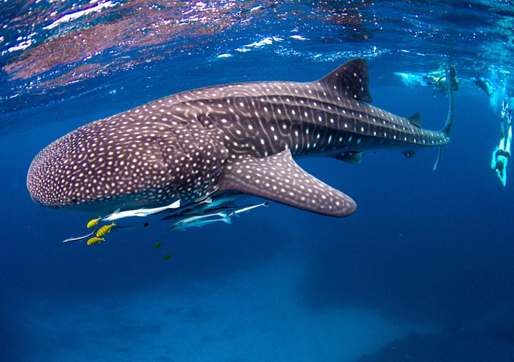 SWIM WITH WHALESHARKS CORAL BAY