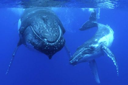 WHALE WATCHING TOURS READY TO BOOM IN 2020