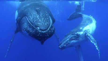 WHALE WATCHING TOURS READY TO BOOM IN 2020