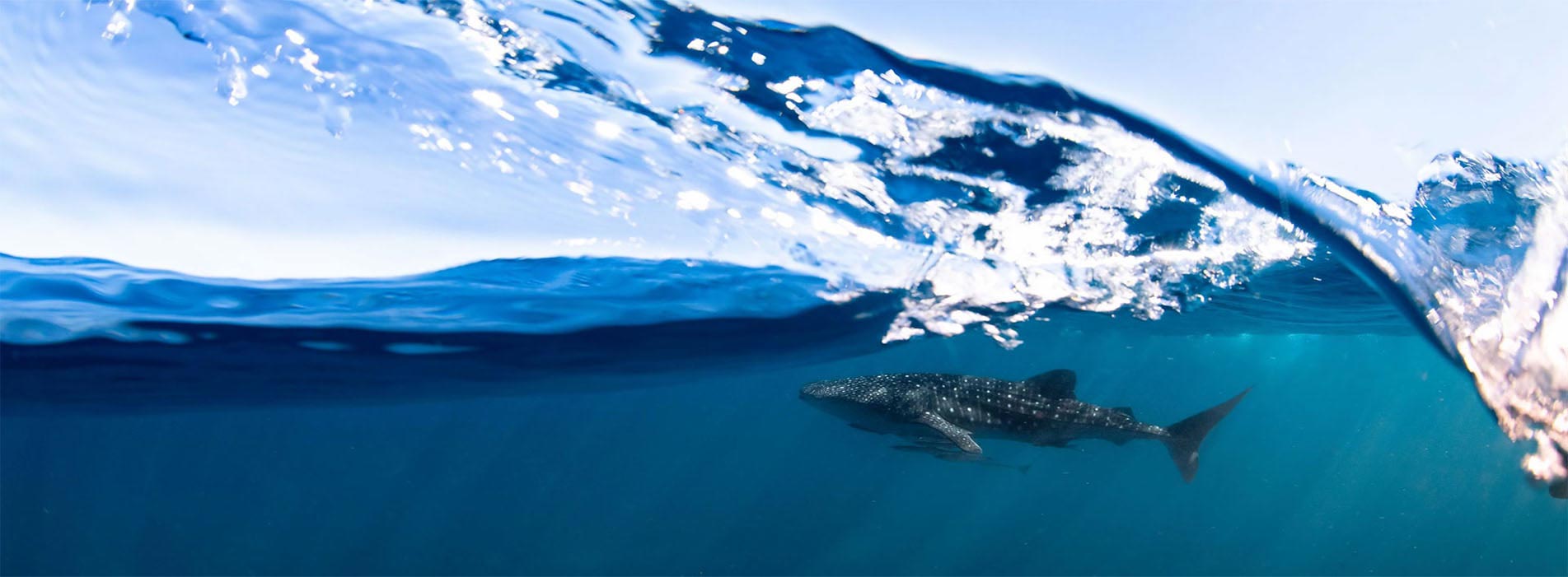 whale shark tours